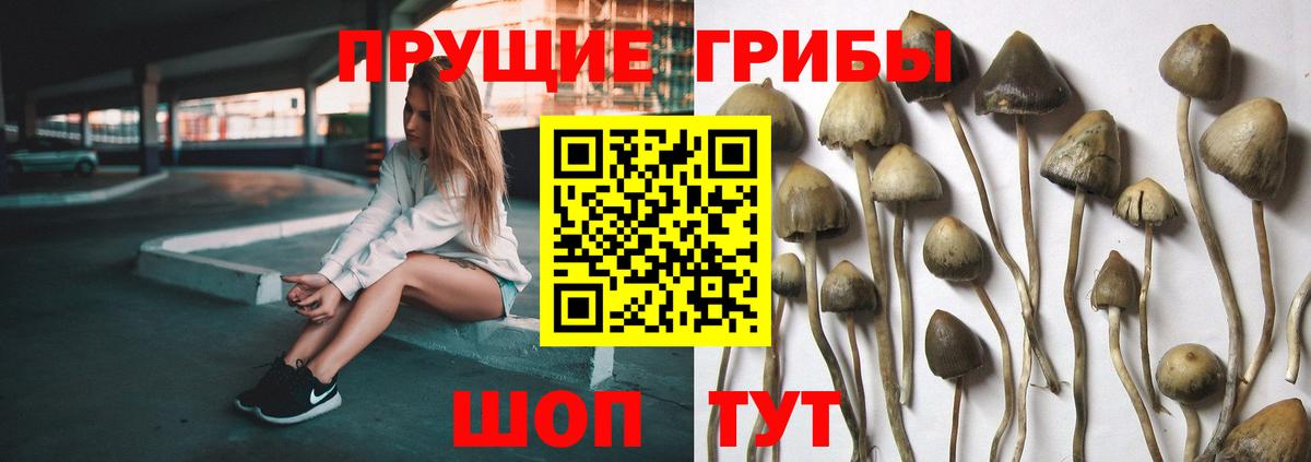 Псилоцибиновые грибы Cubensis Севастополь